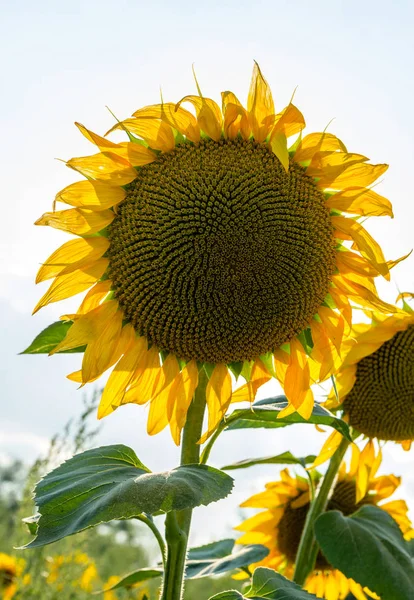 One Flower Sunflower Field — Stock Photo, Image