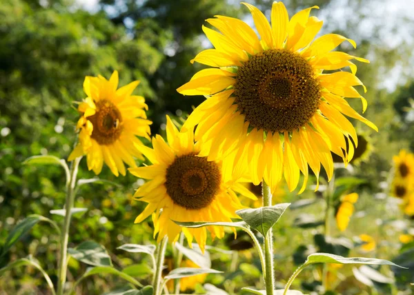 Champ Avec Des Fleurs Tournesol — Photo