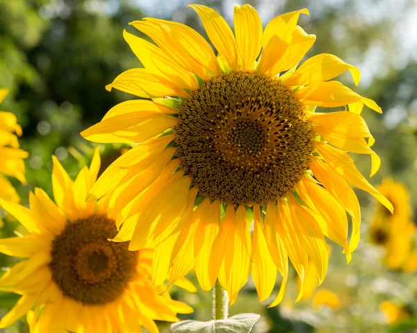 Champ Avec Des Fleurs Tournesol — Photo