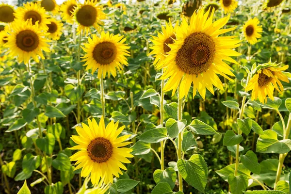 Field Flowers Sunflower — Stock Photo, Image