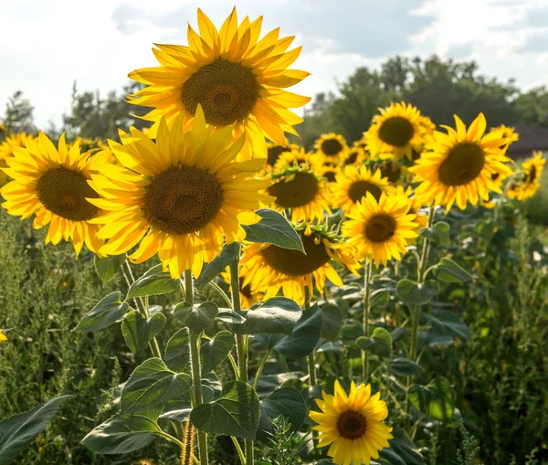 Champ Avec Des Fleurs Tournesol — Photo