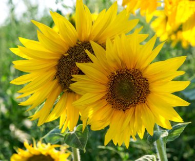 Field with flowers of sunflower