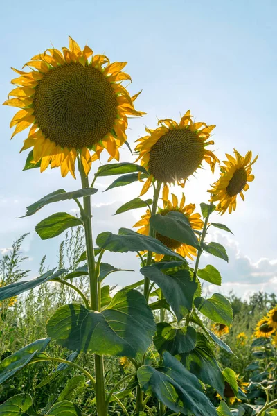 Champ Avec Des Fleurs Tournesol — Photo