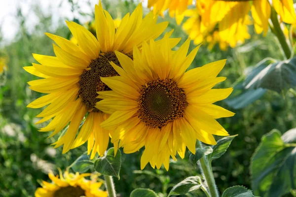 Field Flowers Sunflower — Stock Photo, Image