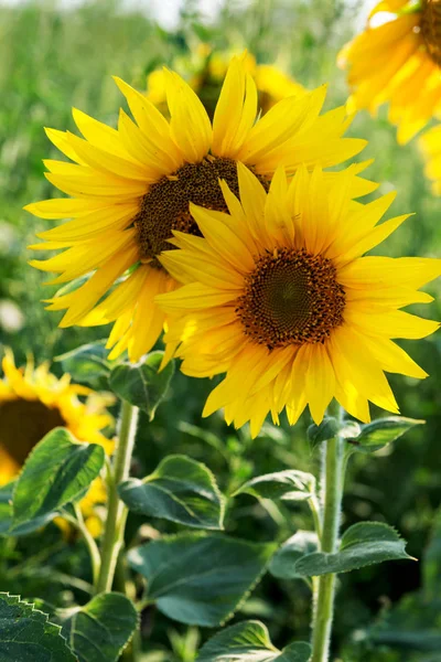 Champ Avec Des Fleurs Tournesol — Photo