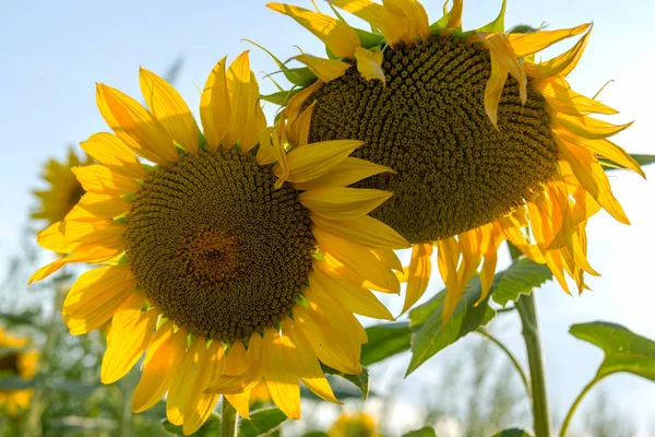 Champ Avec Des Fleurs Tournesol — Photo