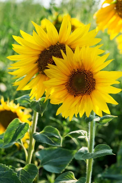 Field Flowers Sunflower Telifsiz Stok Imajlar