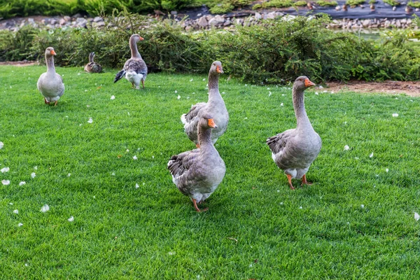 Geese Graze Lawn — 스톡 사진