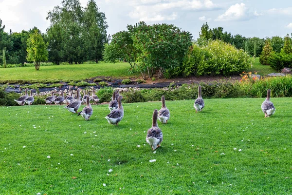 Geese Graze Lawn — 스톡 사진