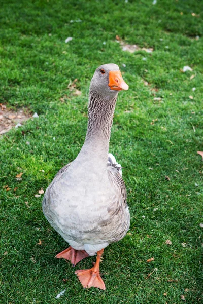 Geese Graze Lawn — Stock Photo, Image