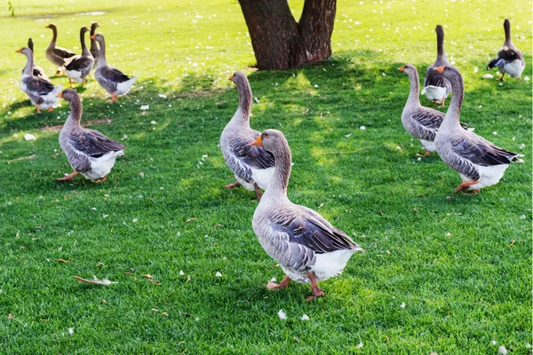 Geese Graze Lawn — 스톡 사진