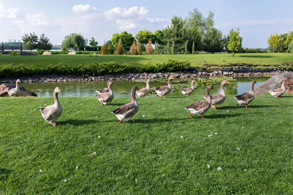 Geese Graze Lawn — 스톡 사진