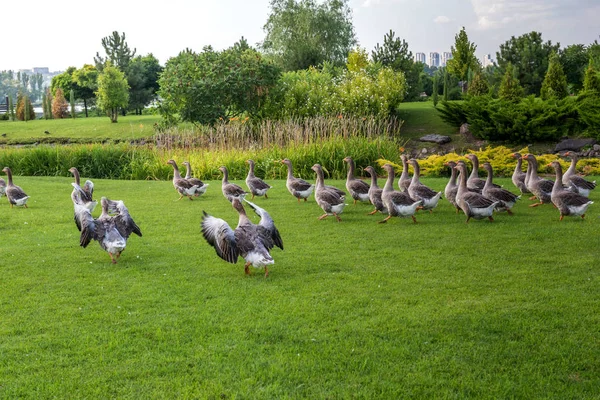 Geese Graze Lawn Stock Image