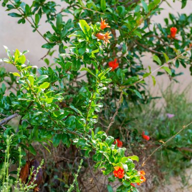 Nar çiçekleri ve ağaçtaki meyveler.