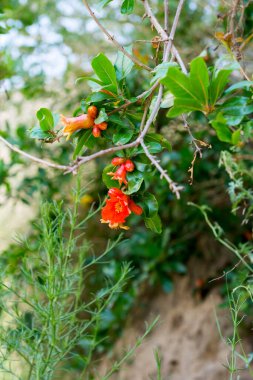 Nar çiçekleri ve ağaçtaki meyveler.