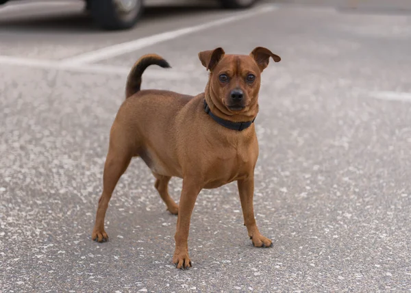 Brown dwarf pinscher for a walk