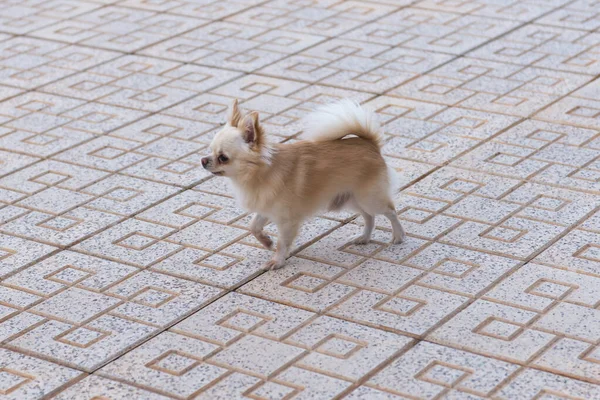 Chihuahua Beige Claro Para Paseo — Foto de Stock