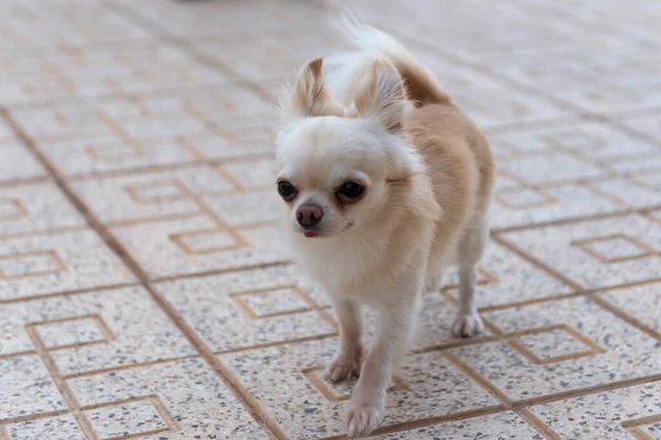 Könnyű Bézs Chihuahua Egy Sétára — Stock Fotó