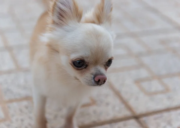 Light Beige Chihuahua Walk — Stock Photo, Image