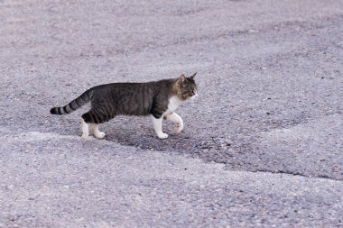 Yoldaki evsiz kedi.