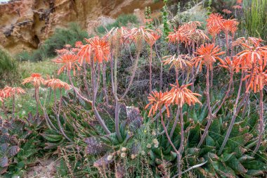 Canyon Barrancos de Gebas.Totana 'da çiçek açan Aloe Vera. Murcia. İspanya.