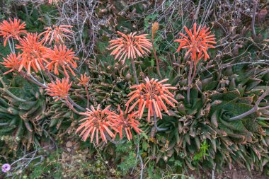 Canyon Barrancos de Gebas.Totana 'da çiçek açan Aloe Vera. Murcia. İspanya.