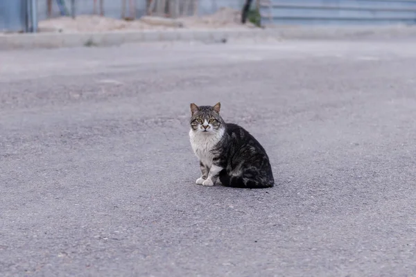 Kočka Bez Domova Cestách — Stock fotografie