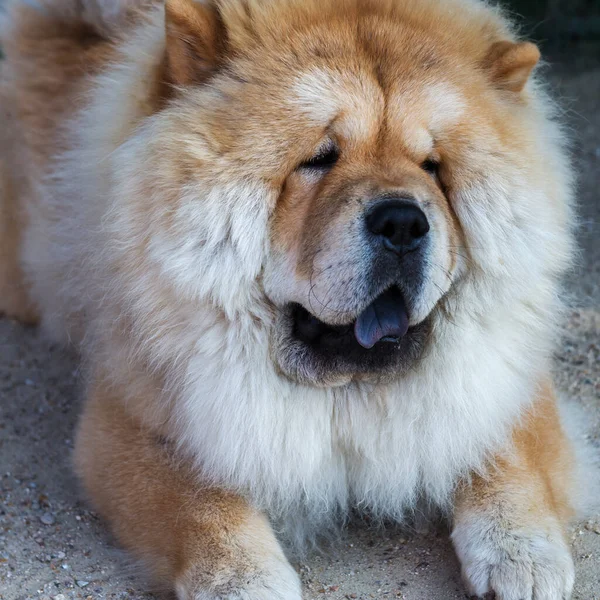 Ein Dog Chow Chow Bei Einem Spaziergang Paris — Stockfoto