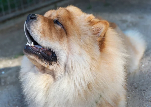 One Dog Chow Chow Walk Paris — Stock Photo, Image