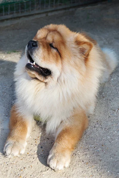 One Dog Chow Chow Walk Paris — Stock Photo, Image