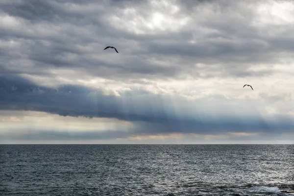 Γλάροι Στον Ουρανό Πάνω Από Θάλασσα Πρωί Μετά Από Μια — Φωτογραφία Αρχείου