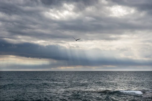 雷雨の後の朝 海の上の空のカモメ — ストック写真