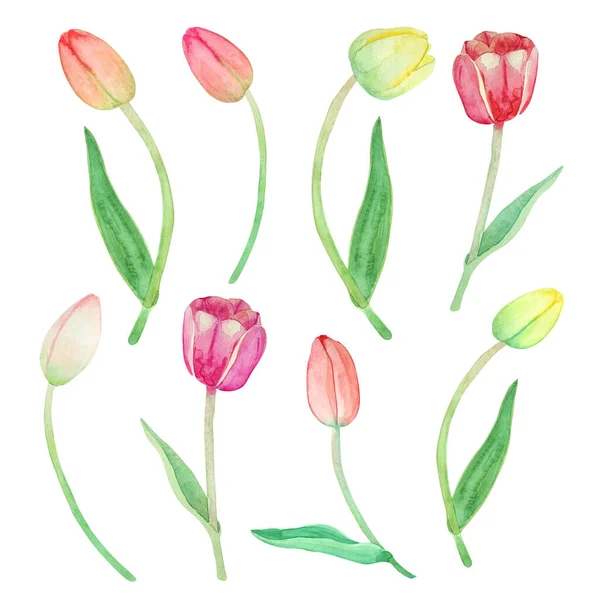 Set Con Tulipani Acquerello Isolati Sfondo Bianco Diversi Tipi Tulipani — Foto Stock