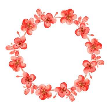 Suluboya kırmızı kiraz çiçekleri. İzole edilmiş çiçek çelengi çizimi.