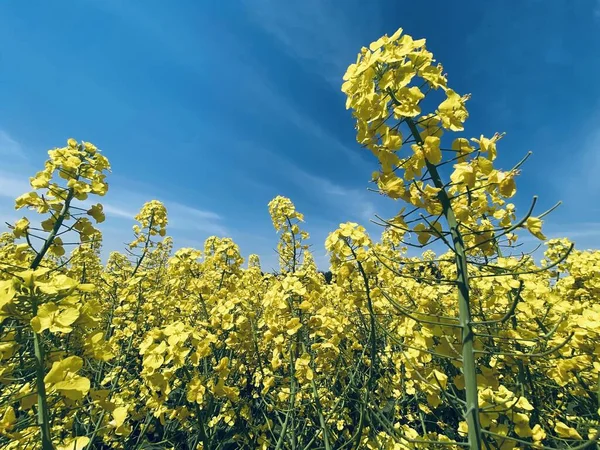 Campo Con Hermosas Flores Amarillas Cielo Azul —  Fotos de Stock