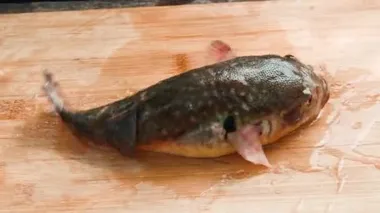 Profesyonel sertifikalı şef zehirli Fugu Balığı (Kirpi Balığı) servis etmeye hazırlanıyor. Balık zehrin en tehlikeli deniz ürünüdür.. 