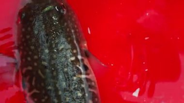 Japon Fugu Balığı (Kirpi Balığı) Fugu Balığı zehrin en tehlikeli deniz ürünüdür. Balık taze ve usta bir şef tarafından pişirilmeye hazır.. 