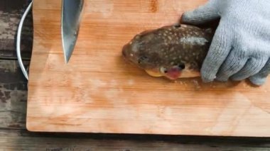 Profesyonel sertifikalı şef zehirli Fugu Balığı (Kirpi Balığı) servis etmeye hazırlanıyor. Balık zehrin en tehlikeli deniz ürünüdür.. 