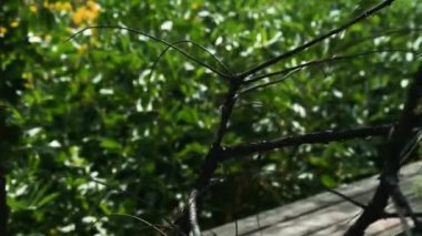 Yeşil ormandaki ahşap masa. Pine Trees Peri Ormanı. Dokunulmamış ladin. Elf diyarı. Ağaçlar. Ormanın içinde hareketlilik var. Eğrelti otları ve yerde möö 'ler var. Muhteşem yeşil dağ ormanı.