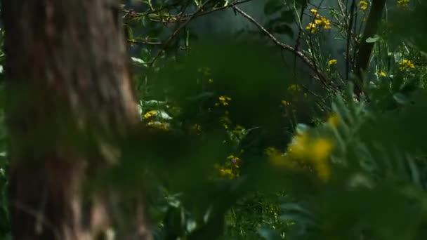 Het Groene Woud Dennenbomen Feeënbos Onaangeraakt Sparren Elfenland Bomen Patroon — Stockvideo