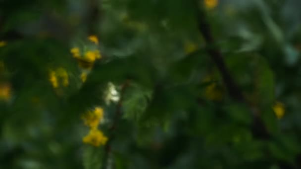 Green Forest. Forêt de fées des pins. Épinette intacte. La terre des elfes. Motif des arbres. Mouvement de la caméra dans la forêt. Fougères et sapins avec des gémissements sur le sol. Forêt de montagne verdoyante en été .