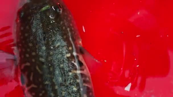 Japon Fugu Balığı Kirpi Balığı Fugu Balığı Zehrin Tehlikeli Deniz — Stok video