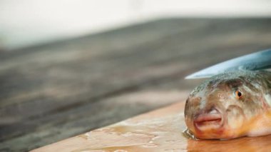 Profesyonel sertifikalı şef zehirli Fugu Balığı (Kirpi Balığı) servis etmeye hazırlanıyor. Balık zehrin en tehlikeli deniz ürünüdür.. 