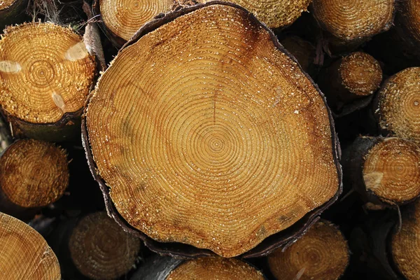 Průřez Kmene Stromu Povrchová Struktura Stromu — Stock fotografie