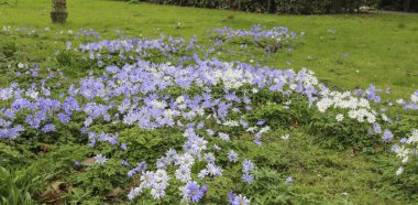İlkbaharın başlarında parkta açan çiçeklerin ormanlık arazisi.. 
