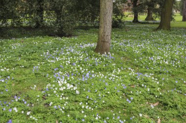 İlkbaharın başlarında parkta açan çiçeklerin ormanlık arazisi.. 