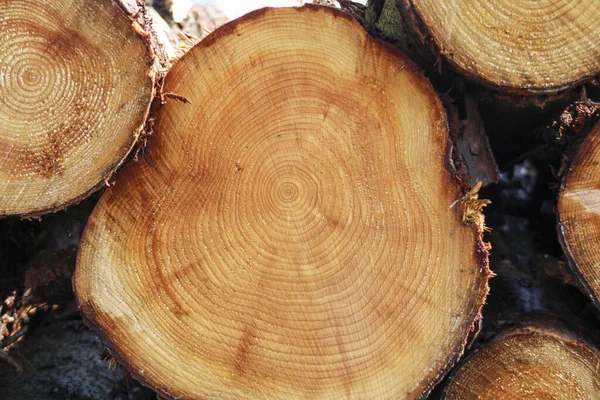 Průřez Kmene Stromu Povrchová Struktura Stromu — Stock fotografie