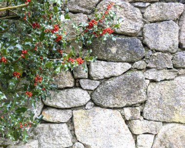 Taş duvar eski bir arka plan üzerinde kırmızı meyveler ile funda
