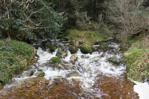 Stromen Het Bos Natuurreservaat Toerisme Ierland — Stockfoto