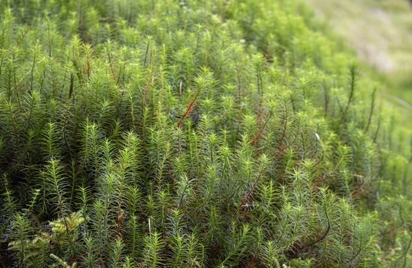 Mousse Commune Chapeau Cheveux Dans Forêt — Photo